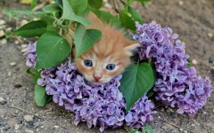 Desktop wallpaper. Cats. ID:42147