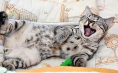 Desktop wallpaper. Cats. ID:42151