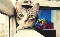Desktop wallpaper. Cats. ID:42152