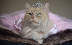 Desktop wallpaper. Cats. ID:42153