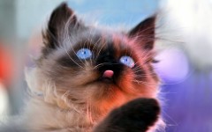 Desktop wallpaper. Cats. ID:42154