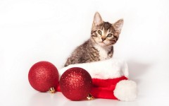 Desktop wallpaper. Cats. ID:42155