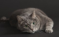 Desktop wallpaper. Cats. ID:42156
