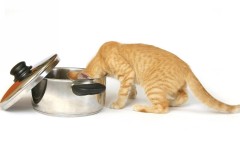 Desktop wallpaper. Cats. ID:42157