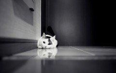 Desktop wallpaper. Cats. ID:42159