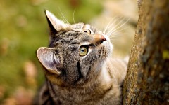 Desktop wallpaper. Cats. ID:42160
