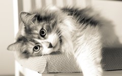Desktop wallpaper. Cats. ID:42161