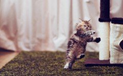 Desktop wallpaper. Cats. ID:42162