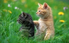 Desktop wallpaper. Cats. ID:42163