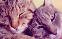 Desktop wallpaper. Cats. ID:42164