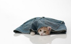 Desktop wallpaper. Cats. ID:42165
