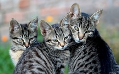 Desktop wallpaper. Cats. ID:42166