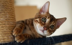 Desktop wallpaper. Cats. ID:42167