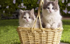 Desktop wallpaper. Cats. ID:42168