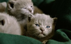 Desktop wallpaper. Cats. ID:42169