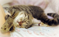 Desktop wallpaper. Cats. ID:42170