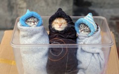 Desktop wallpaper. Cats. ID:42171