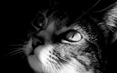 Desktop wallpaper. Cats. ID:42172