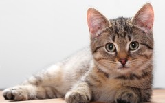 Desktop wallpaper. Cats. ID:42173