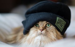 Desktop wallpaper. Cats. ID:42174