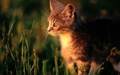 Desktop wallpaper. Cats. ID:42175