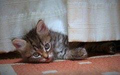 Desktop wallpaper. Cats. ID:42176