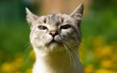 Desktop wallpaper. Cats. ID:42177