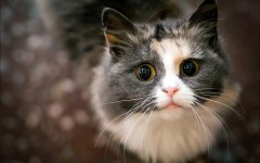 Desktop wallpaper. Cats. ID:42178