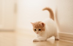Desktop wallpaper. Cats. ID:42180