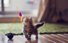 Desktop wallpaper. Cats. ID:42181