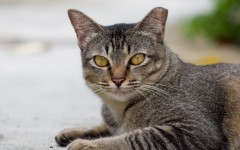 Desktop wallpaper. Cats. ID:42182