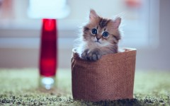 Desktop wallpaper. Cats. ID:42183