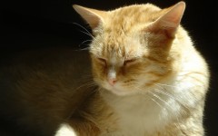 Desktop wallpaper. Cats. ID:42185