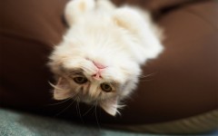Desktop wallpaper. Cats. ID:42186