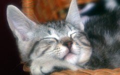 Desktop wallpaper. Cats. ID:42187