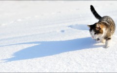 Desktop wallpaper. Cats. ID:42188