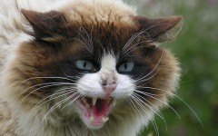 Desktop wallpaper. Cats. ID:42189