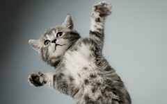 Desktop wallpaper. Cats. ID:42190