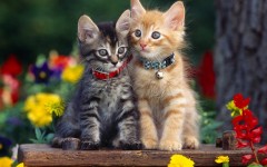 Desktop wallpaper. Cats. ID:42191