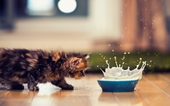 Desktop wallpaper. Cats. ID:42192