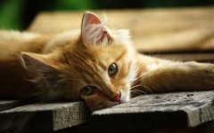 Desktop wallpaper. Cats. ID:42193