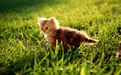 Desktop wallpaper. Cats. ID:42194