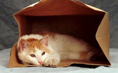 Desktop wallpaper. Cats. ID:42195