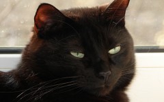 Desktop wallpaper. Cats. ID:42196