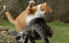 Desktop wallpaper. Cats. ID:42197