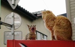 Desktop wallpaper. Cats. ID:42198