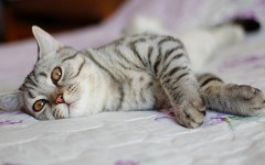 Desktop wallpaper. Cats. ID:42199