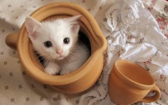Desktop wallpaper. Cats. ID:42200