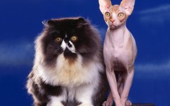 Desktop wallpaper. Cats. ID:42201