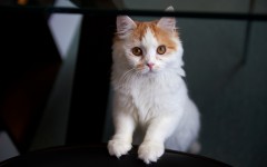 Desktop wallpaper. Cats. ID:42202